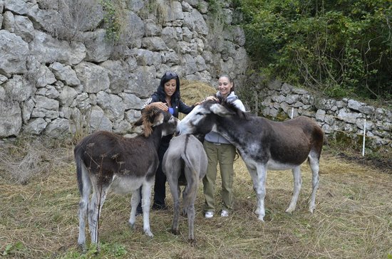 Foto Maso Naranch